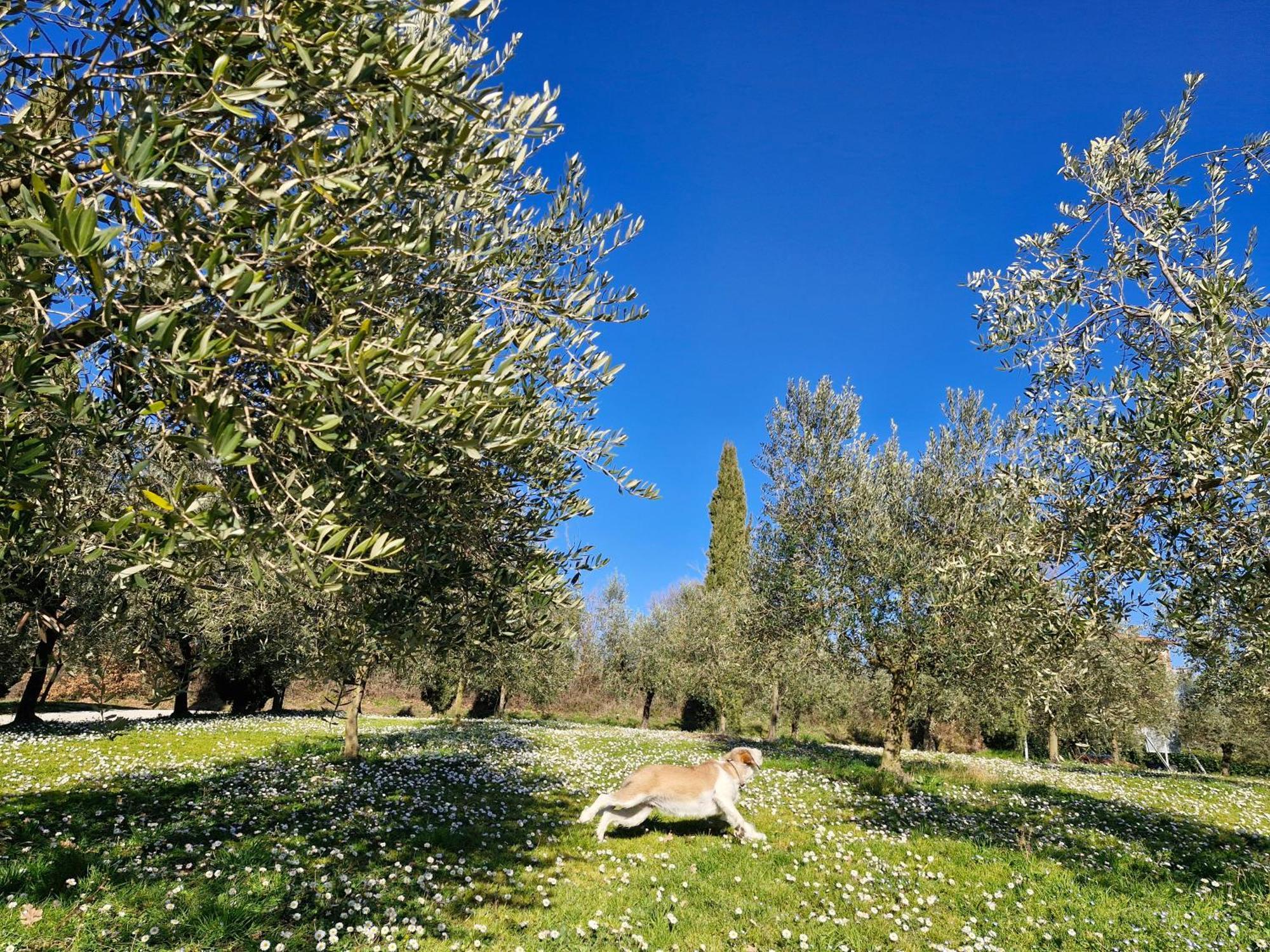 Agriturismo Val Della Pieve Anghiari Exterior foto
