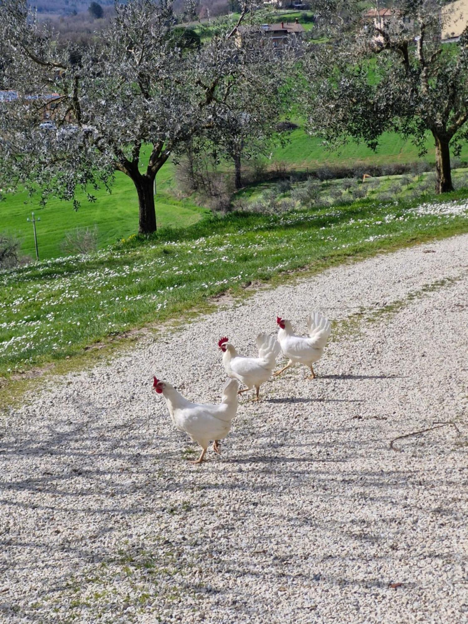 Agriturismo Val Della Pieve Anghiari Exterior foto